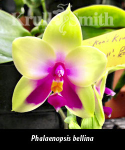 Phal. bellina