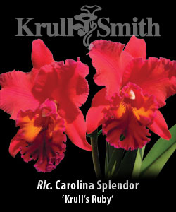Rlc. Carolina Splendor 'Krull's Ruby'