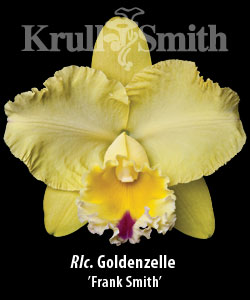 Rlc. Goldenzelle 'Frank Smith'