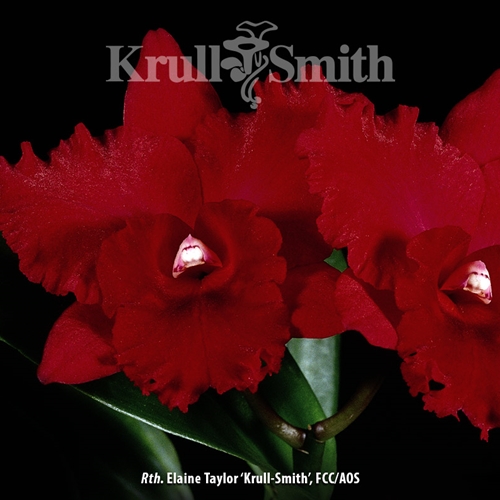 Thw. Elaine Taylor 'Krull-Smith', FCC/AOS