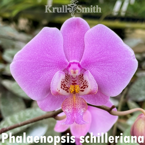 Phalaenopsis schilleriana ('Jim Krull' x 'Jordon Winter')