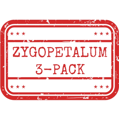*Zygopetalum 3-Pack*