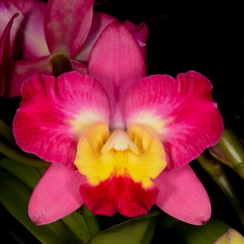 Cattleya Angel Eyes x Ctt. Orchidglade