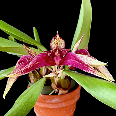 Bulbophyllum