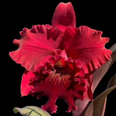 Cattleya