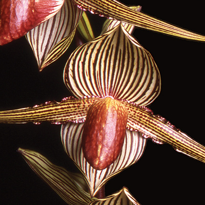 Paphiopedilum