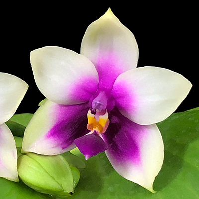 Phalaenopsis