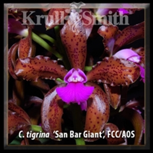 Krull-Smith - Cattleya tigrina 'SanBar Giant', FCC/AOS