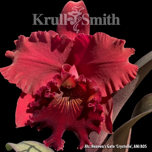 Krull-Smith - Rlc. Heaven's Gate 'Crystelle' FCC/AOS