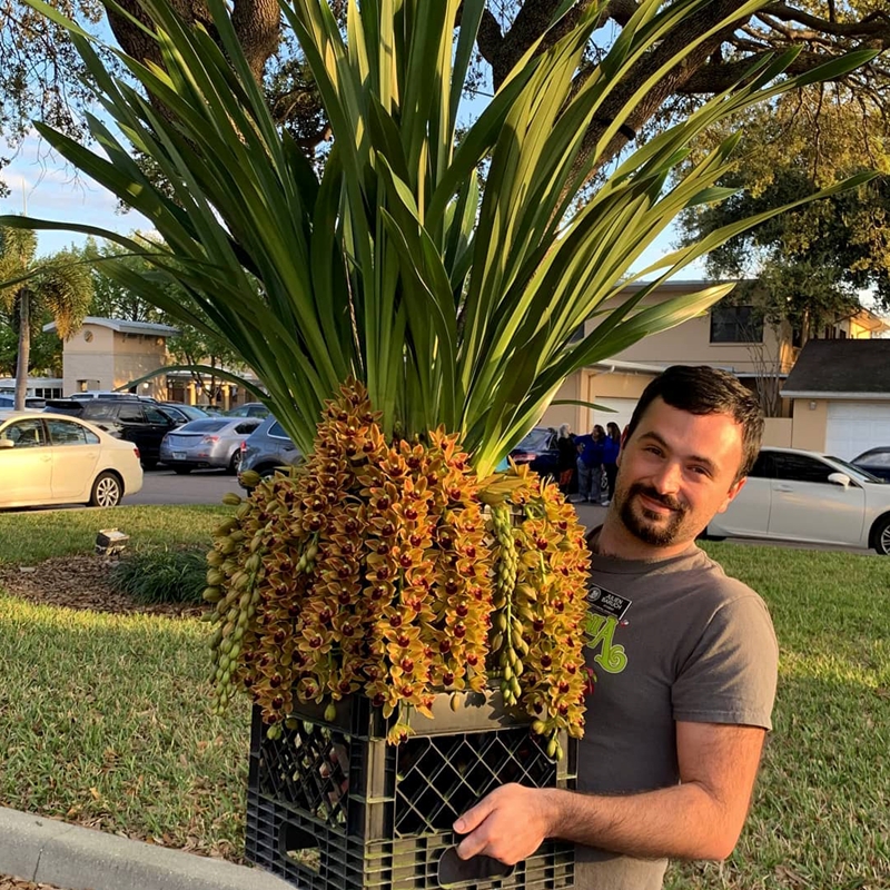 Cymbidium Geno's Gem 'Emerald Fire' FCC/AOS