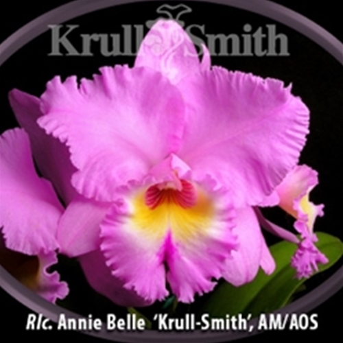 Krull-Smith - Rlc. Annie Belle 'Krull-Smith', AM/AOS