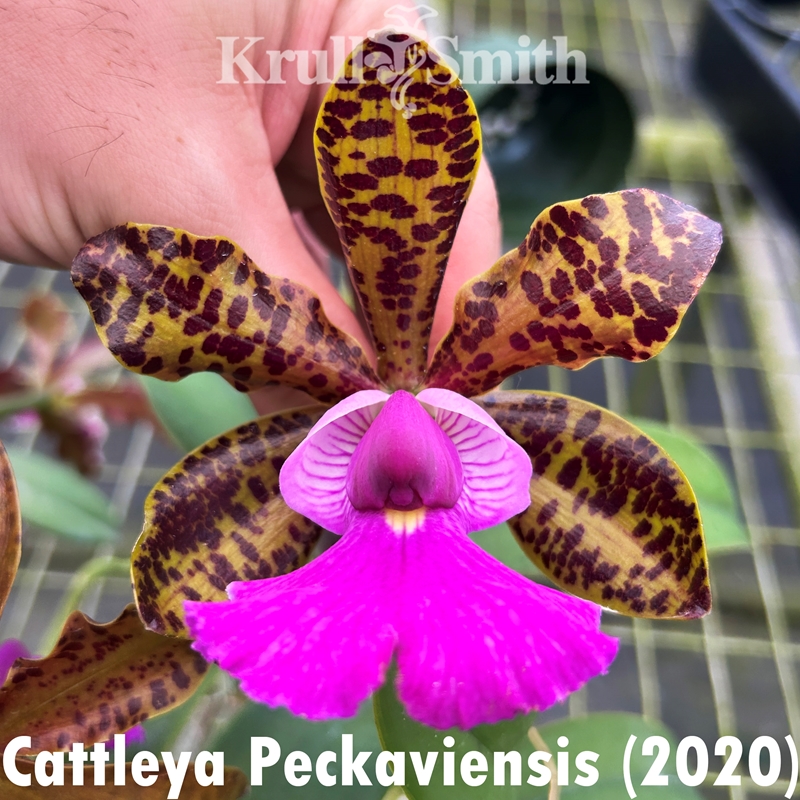 Clowesia dodsoniana x Catasetum expansum