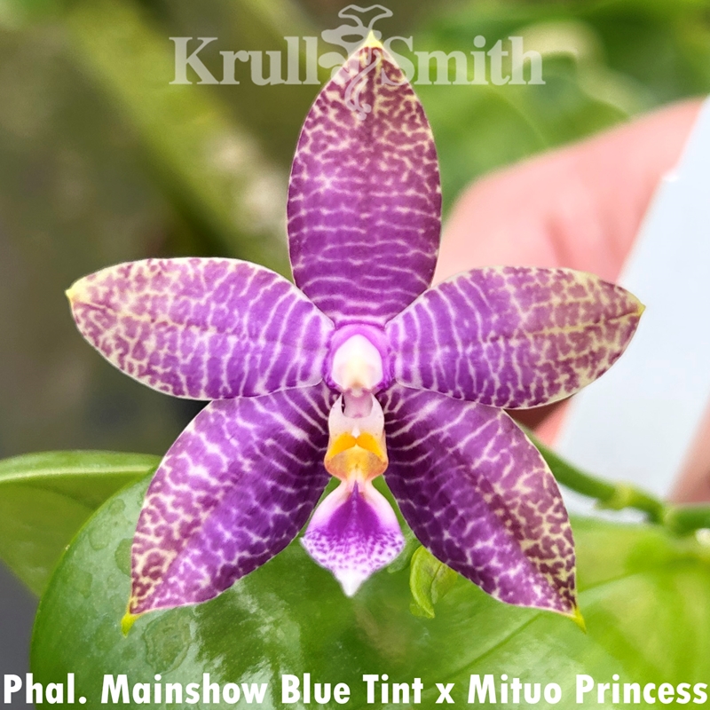 Cattleya Mrs. Mahler x Ctt. Chocolate Drop