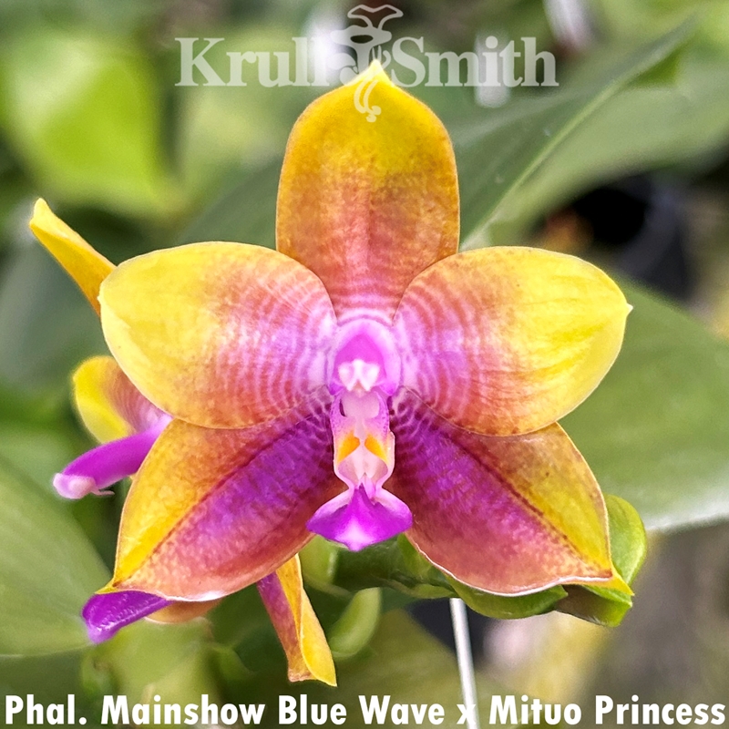 Krull-Smith - Phal. Mituo Gelb Eagle x amboinensis var. flava