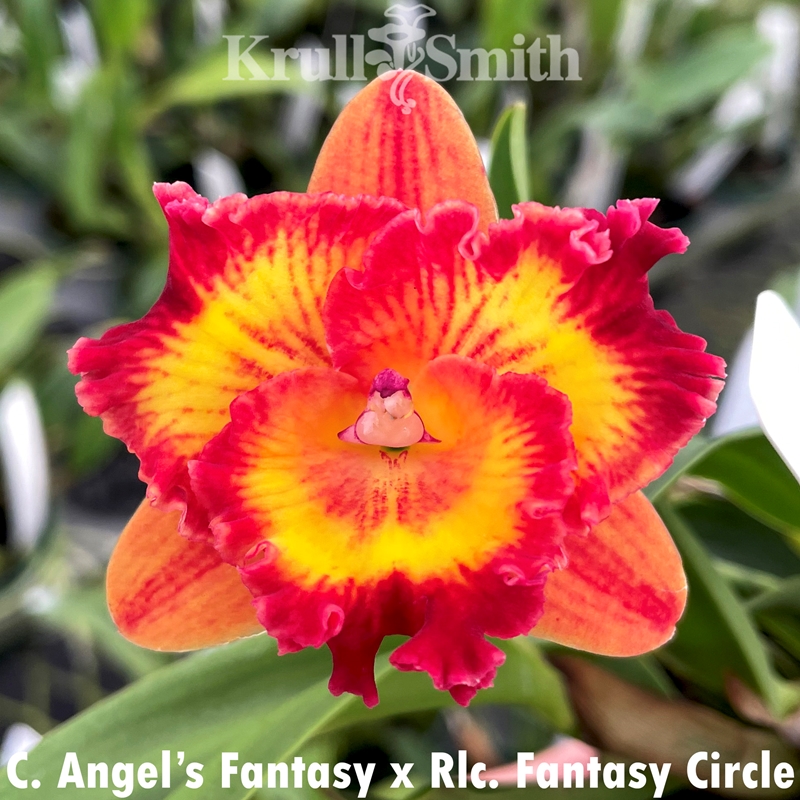 Cattleya Angel's Fantasy x Rlc. Fantasy Circle