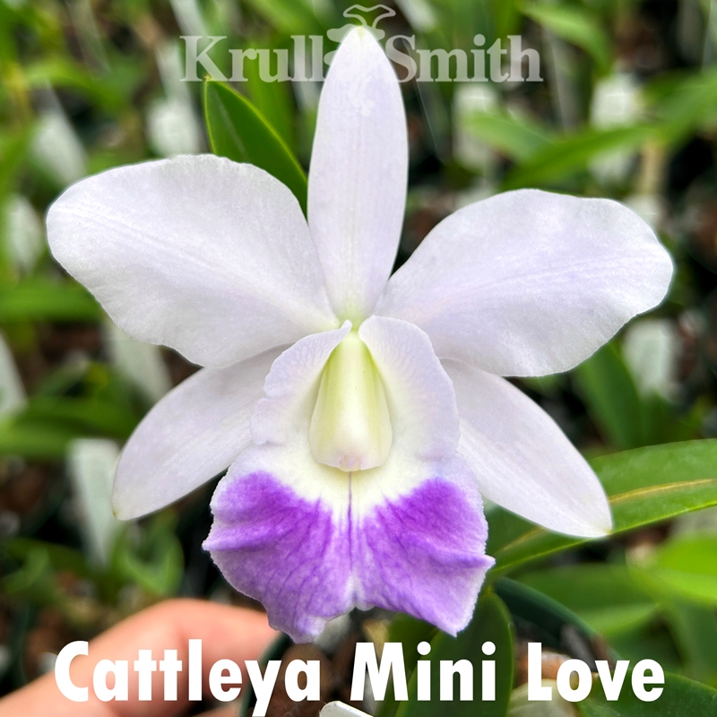 【レア・美品】La'cryma Christi 4U・True Color レア・美品】La'cryma Christi 4U・True Color La'Cryma Christi