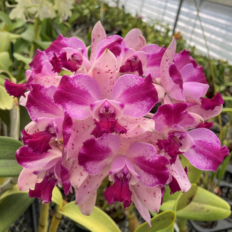 Cattleya 6-Pack*