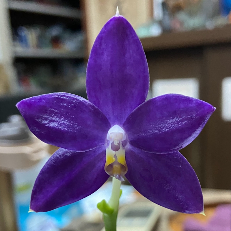 Krull-Smith - Phal. Mituo Gelb Eagle x amboinensis var. flava