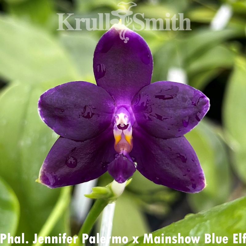 Phalaenopsis Jennifer Palermo x Mainshow Blue Elf