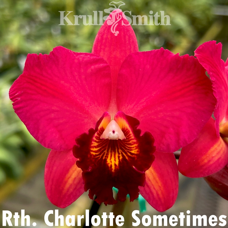 Rth. Love Sound x C. Candy Sparks