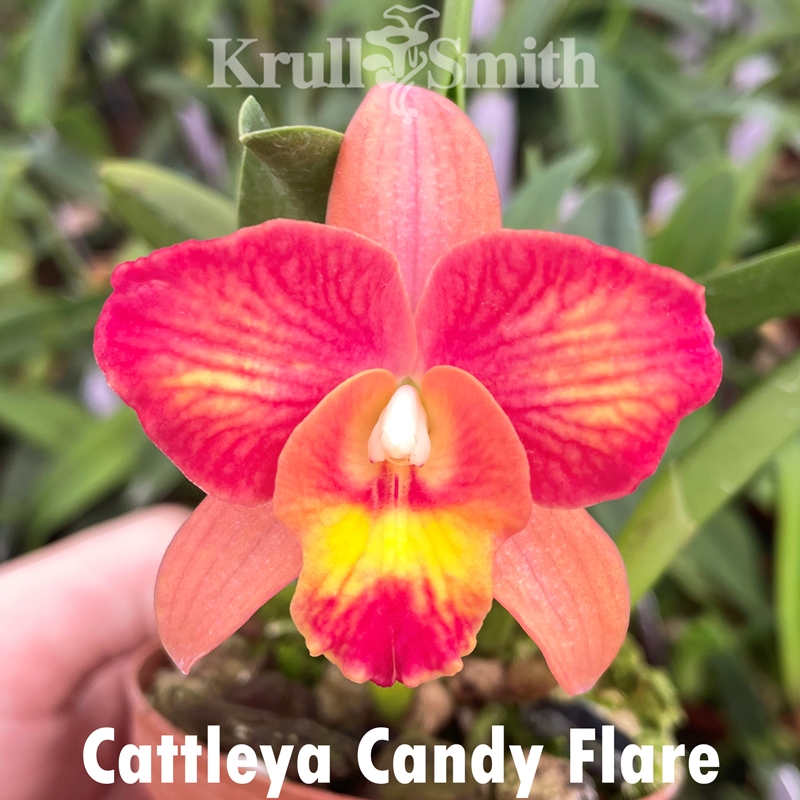 Rlc. Candy Flare Rlc. Candy Flare