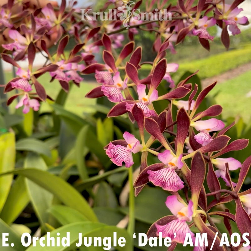 Dendrobium lasianthera ('Frank Smith' FCC/AOS x 'Krull-Smith' FCC/AOS)