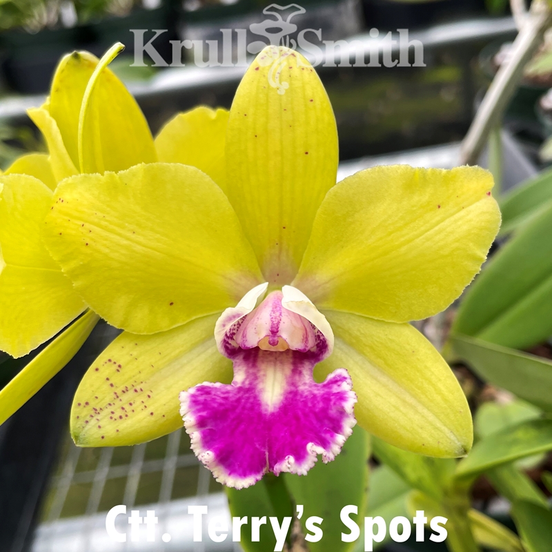 Krull-Smith - Phal. Ken Avant 'Krull-Smith', AM/AOS