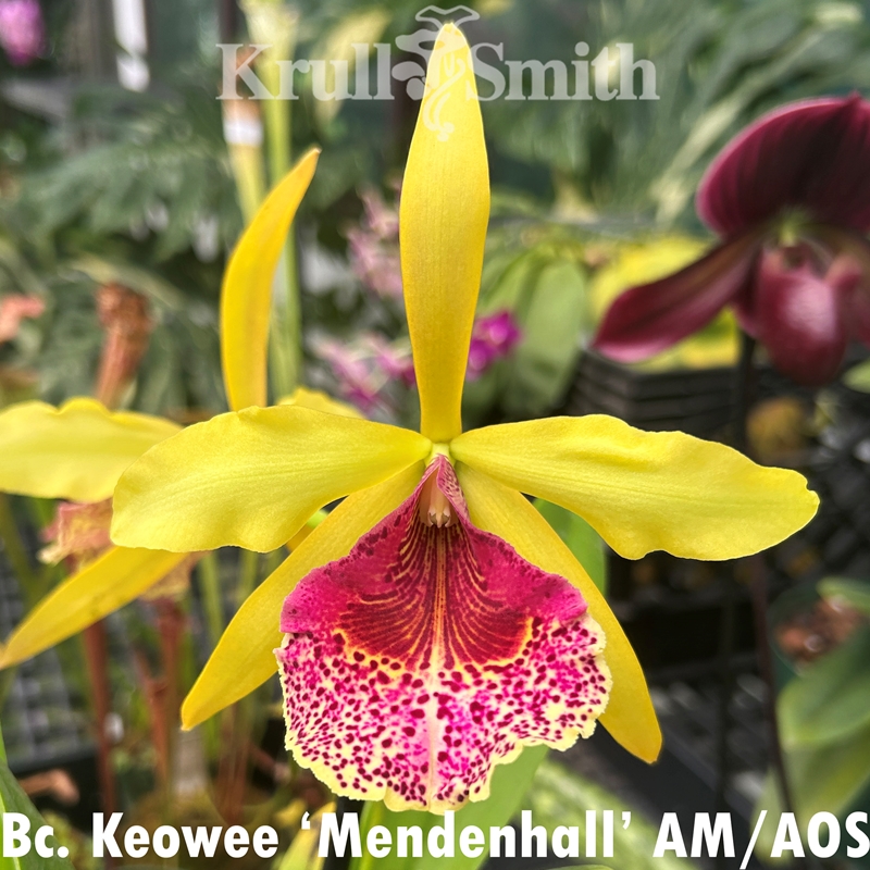 Krull-Smith - Rlc. Love Triangle 'Yasuji Takasaki'