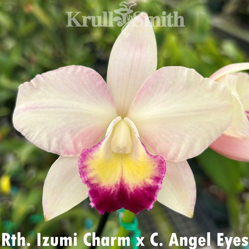 Rth. Izumi Charm x C. Angel Eyes