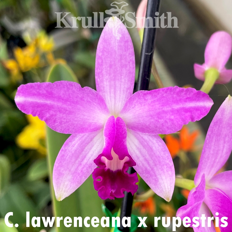 Rth. Izumi Charm x Rlc. Dean's Gold