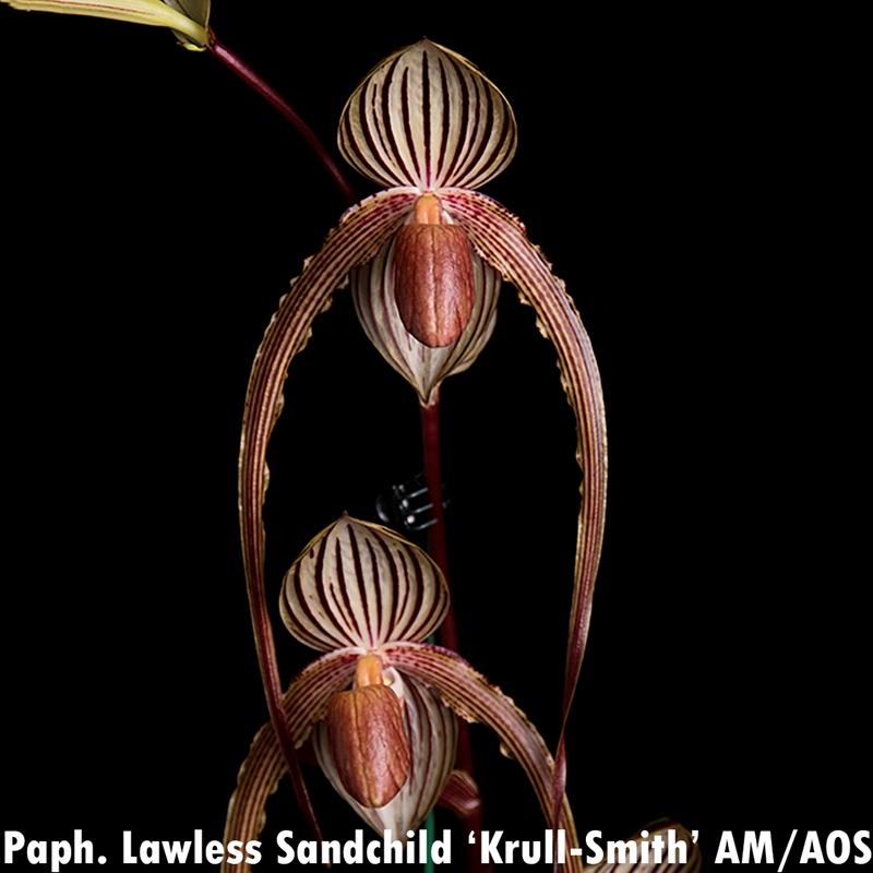 Paphiopedilum Lawless Sandchild x sanderianum