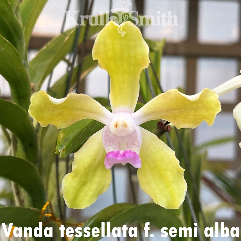 Vanda tessellata f. semi-alba