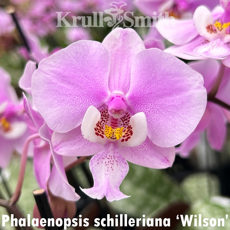 Phalaenopsis schilleriana (MD52)
