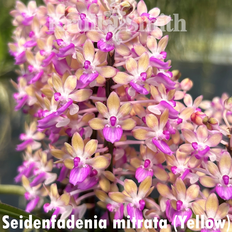 Seidenfadenia mitrata yelow？？ Seidenfadennia Mitrata &frasl; 10 plants - AmThai Orchids Online
