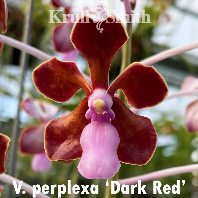 Vanda perplexa (2327) *FLASK*
