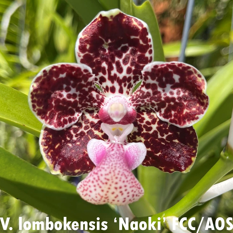 Parent Seedling Vanda lombokensis (2325) *FLASK*