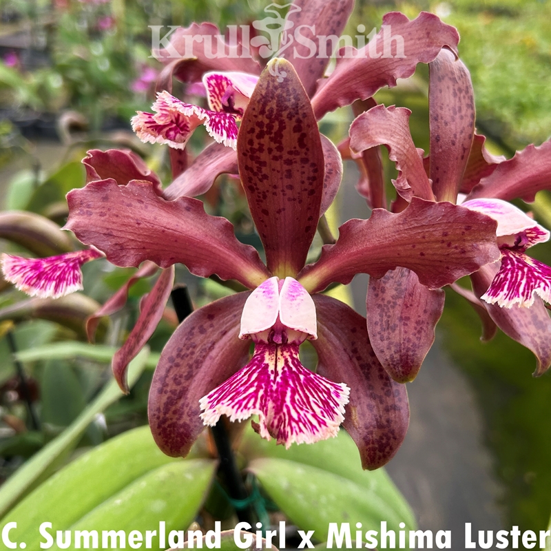 ララルーチュ サクラ Cattleya Summerland Girl x Mishima Luster