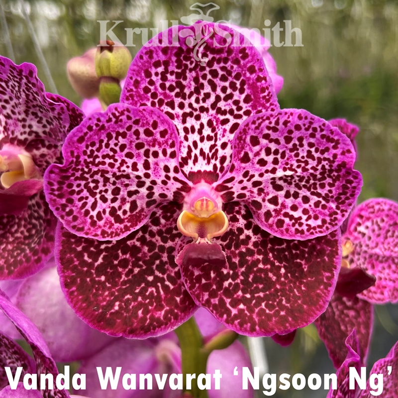 Vanda 3-Pack*