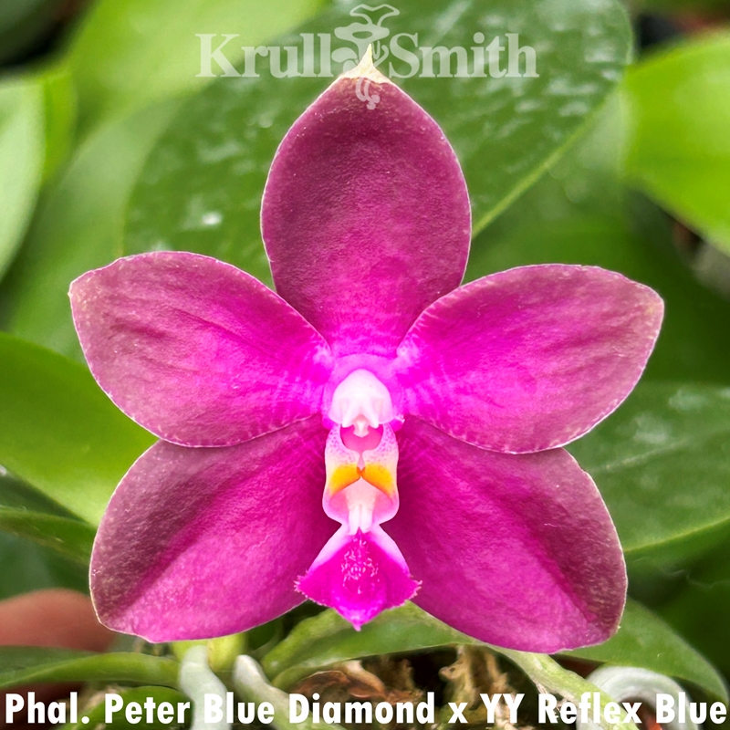 Vanda Uraiwan Belle 'Varinta'