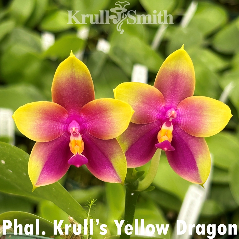 Phalaenopsis Krull's Yellow Dragon