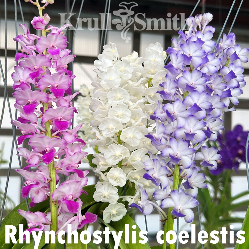 E.uhlii spp.coelestis 3 ウーリー コエレスティス 2125.jpg