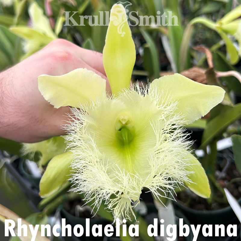 Rhyncholaelia digbyana (Hadley Cash)