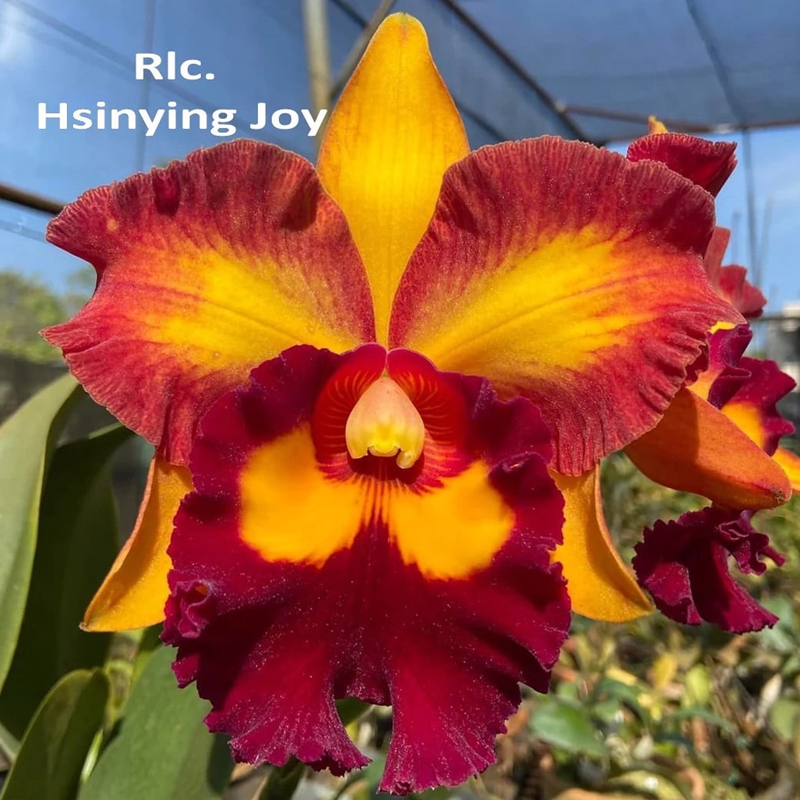 Rlc. Hsinying Joy 'Chief Wilson'