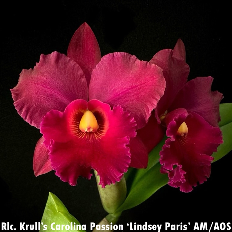 Rlc. Krull's Carolina Passion 'Lindsey Paris' AM/AOS