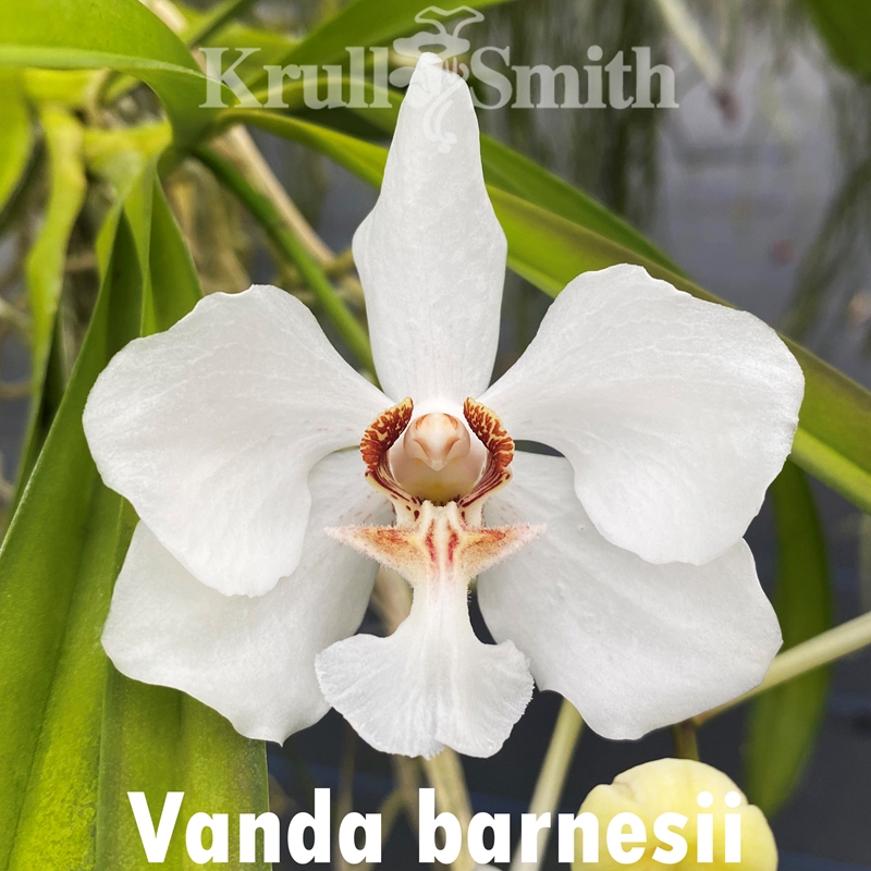 Vanda luzonica x barnesii Seedling