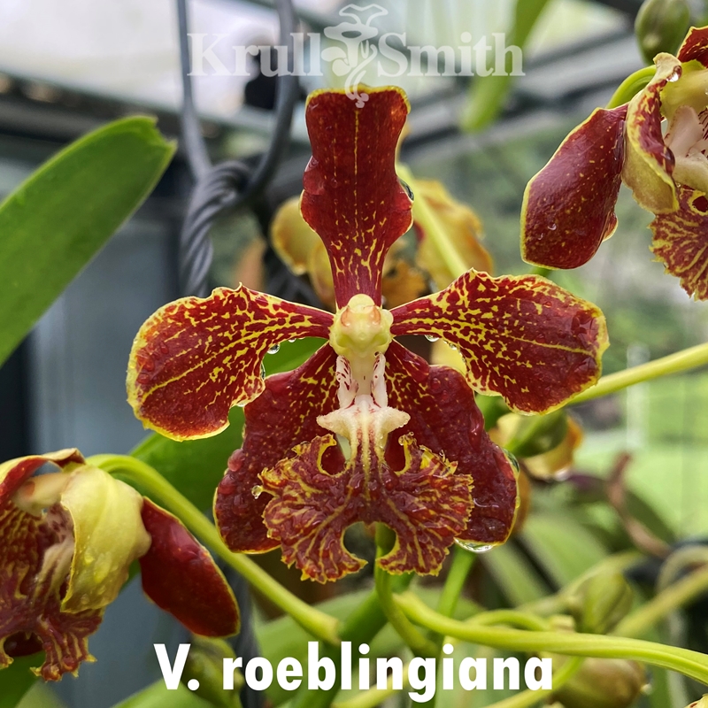 Krull-Smith - Vanda lombokensis (2302) *Flask*