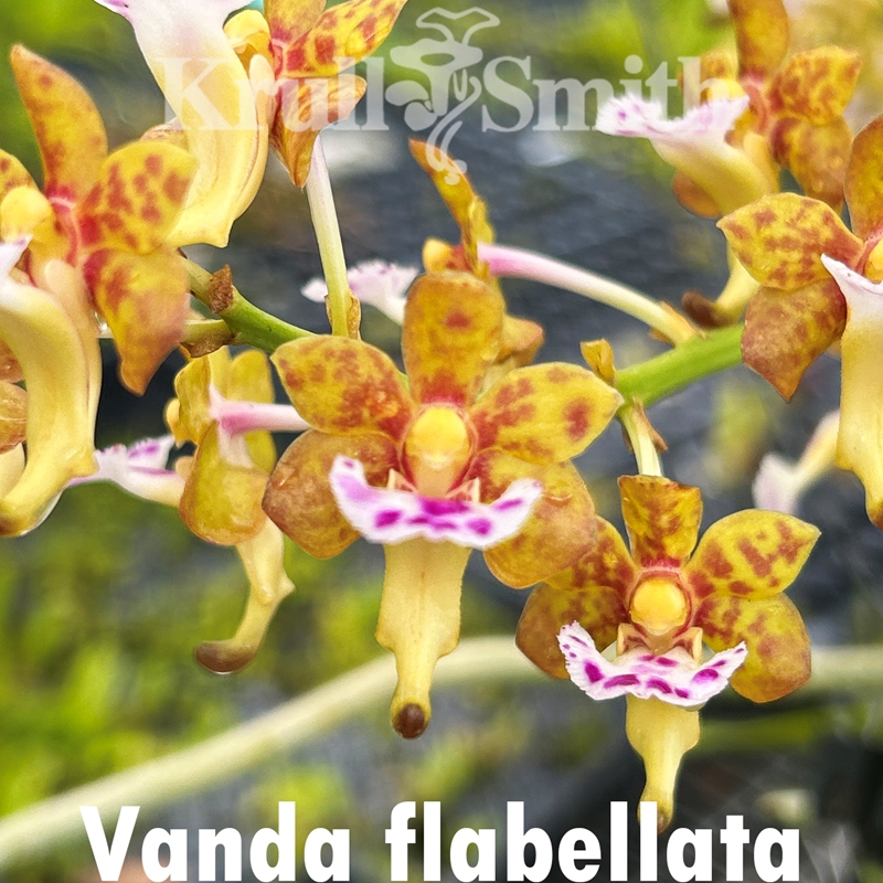 Parent Seedling Vanda vietnamica x flabellata Seedling