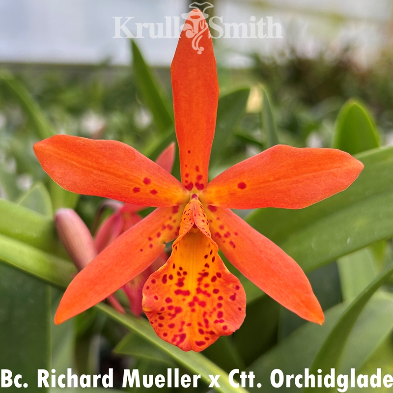 【花＊花】ルーテボ(RUTEBO)Turgumma(ラッキーガール)① 花＊花】ルーテボ(RUTEBO)Turgumma(ラッキーガール)① 北欧