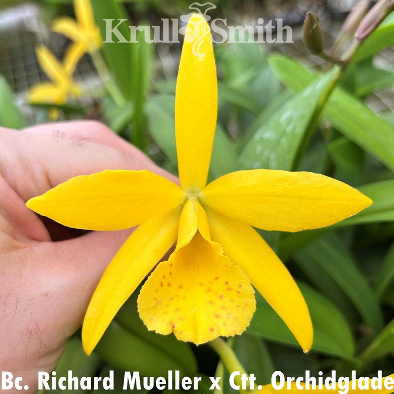 Bc. Richard Mueller x Ctt. Orchidglade
