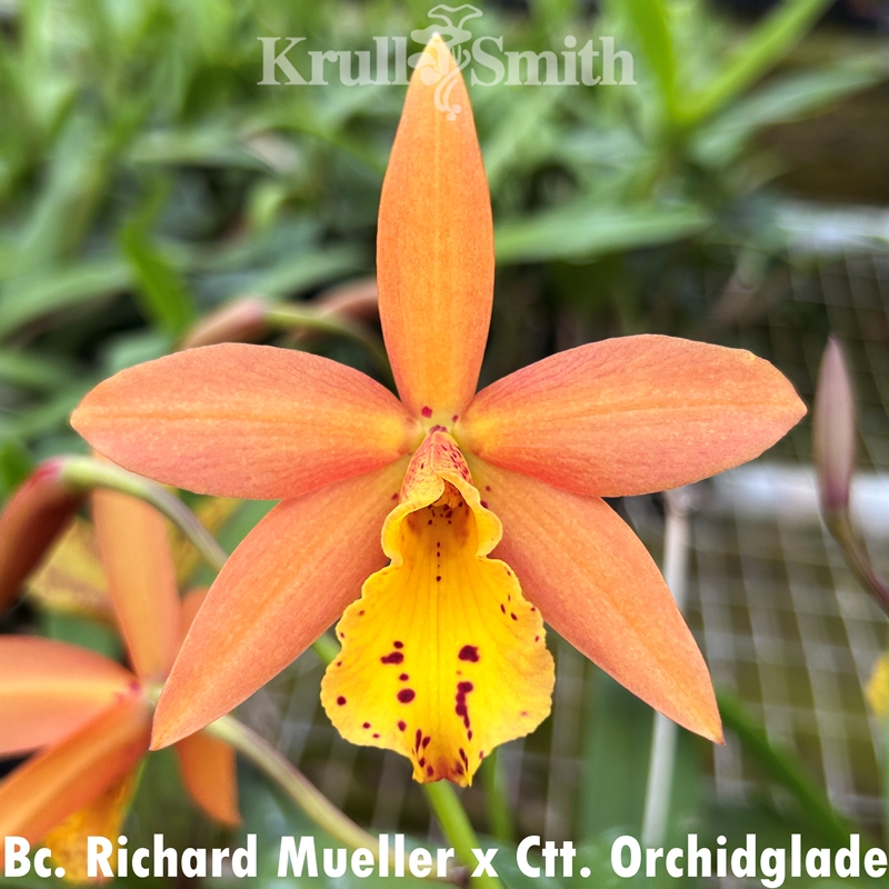 Bc. Richard Mueller x Ctt. Orchidglade
